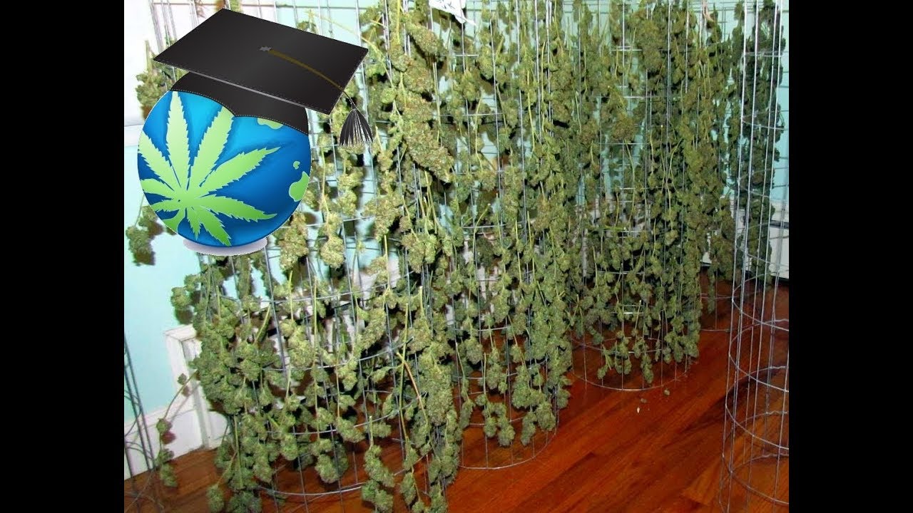 How to Calculate Cannabis Yield: Wet vs. Wet Weight Dry and Gram/Watt Ratio Explained
