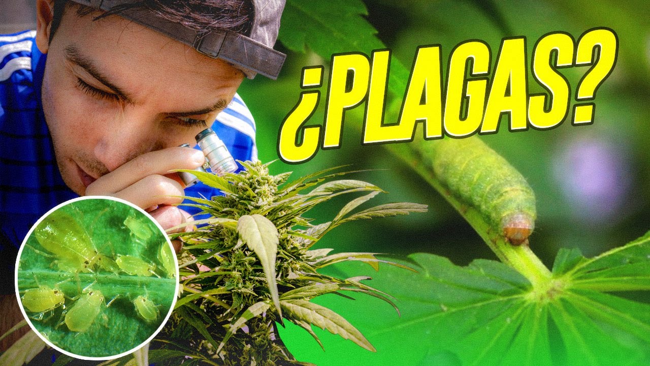 The Most Common Pests in Cannabis Cultivation: How to Identify and Control Them