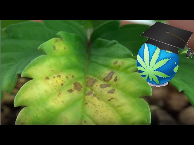 How to Identify Magnesium Deficiency in Cannabis: A Practical Guide
