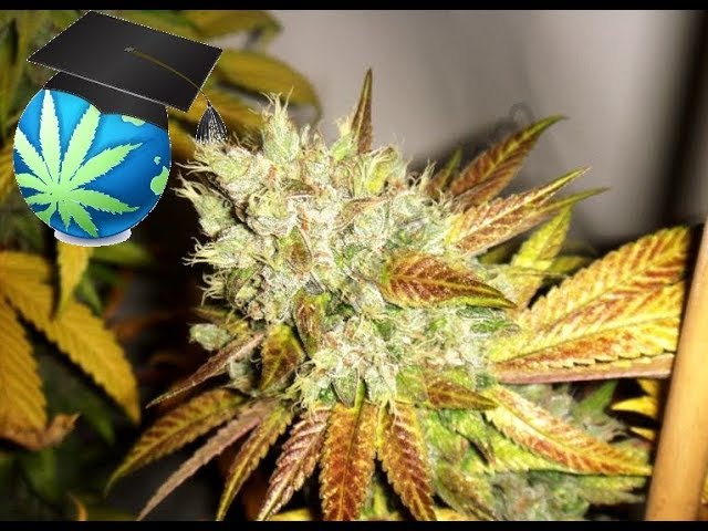 How to Identify Heat or Cold Stress in Cannabis Plants: Advanced Temperature Tricks