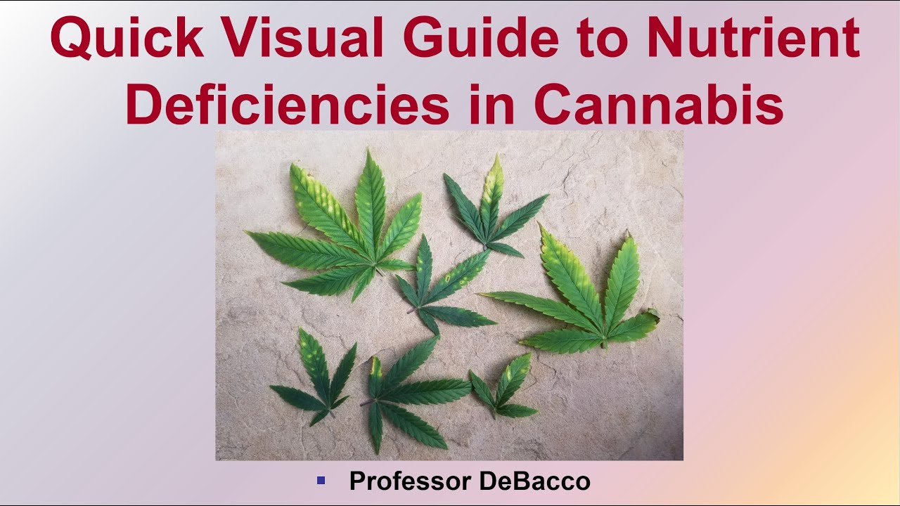 How to Detect Phosphorus Deficiency in Cannabis Plants: A Practical Guide for Growers