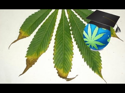 How to Identify and Treat Overfertilization in Cannabis Plants: A Complete Guide