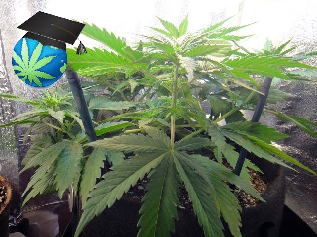 Life Cycle of Cannabis Plants (Overview)