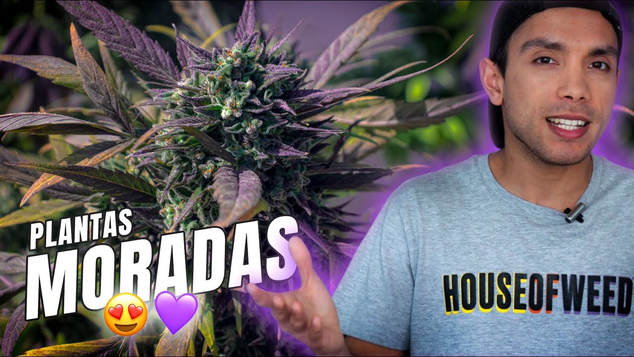 PURPLE MARIJUANA: Is it better?