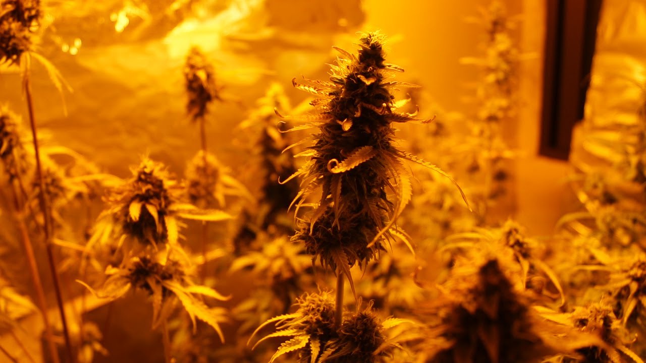 MY FIRST INDOOR GROW OF AUTOFLOWERING MARIJUANA | FULL TRACKING