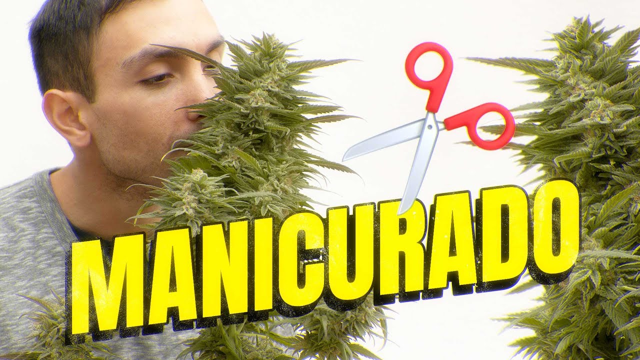 Manicuring and Preserving Cannabis: A Complete Guide to a Perfect Harvest