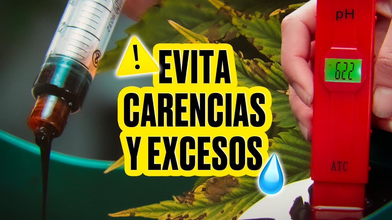 How to Measure pH and EC in Cannabis: Identifying Deficiencies and Overfertilization