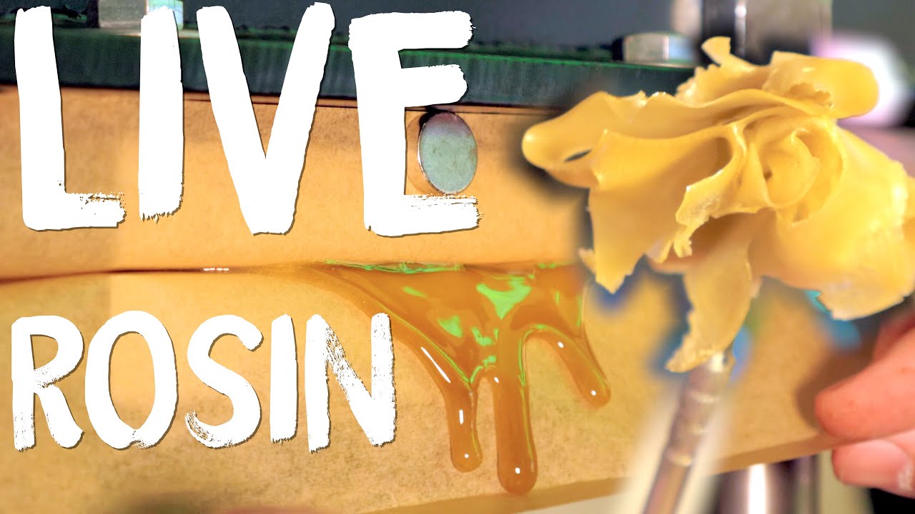 Best Tips for Making Live Rosin 26.6g of Pressed Bubble Hash in Live Rosin Review | Home Grow TV