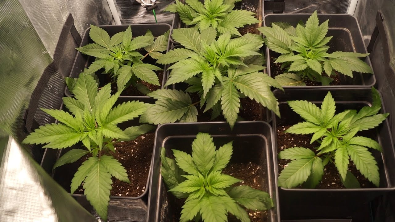 My Brother Grows Indoors For The First Time | MarsHydro FC3000