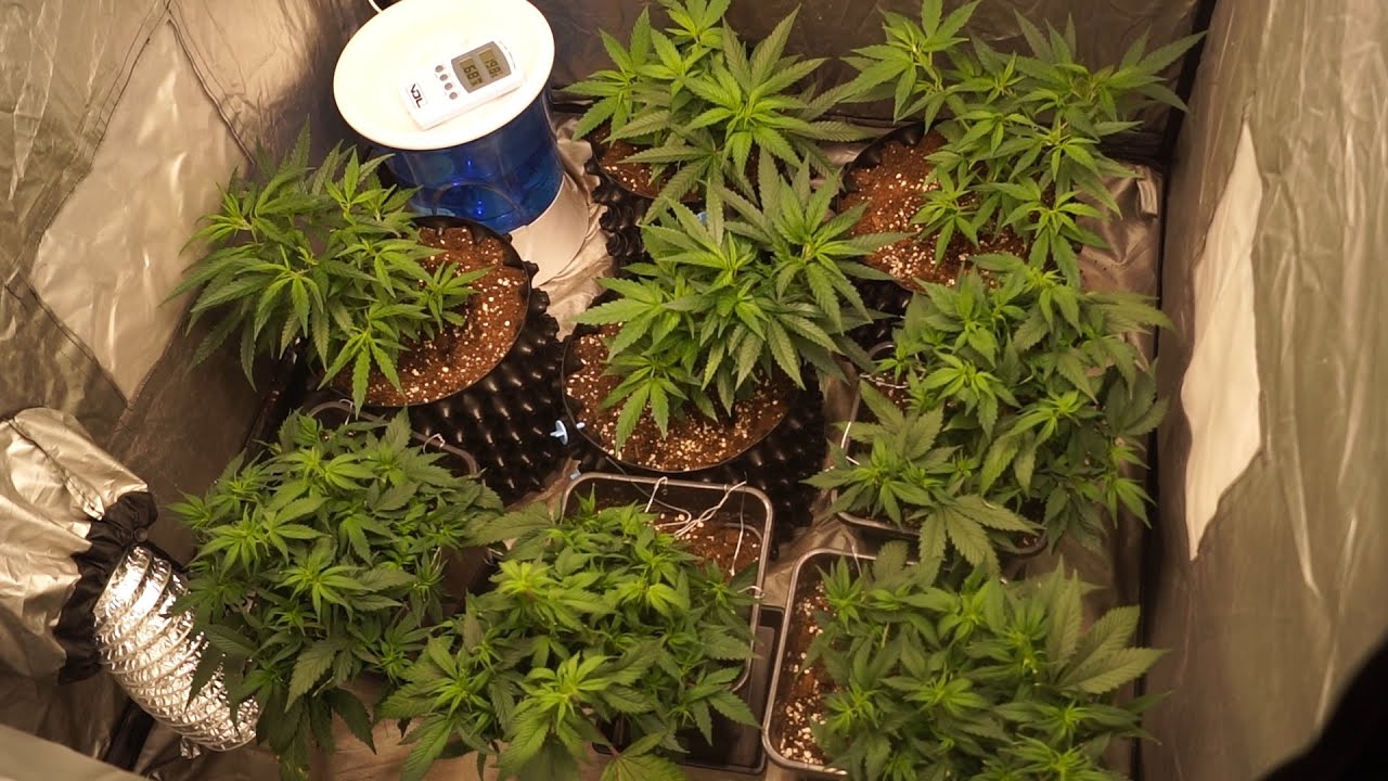 My Brother Grows Marijuana Indoors For The First Time #2 | MarsHydro FC3000