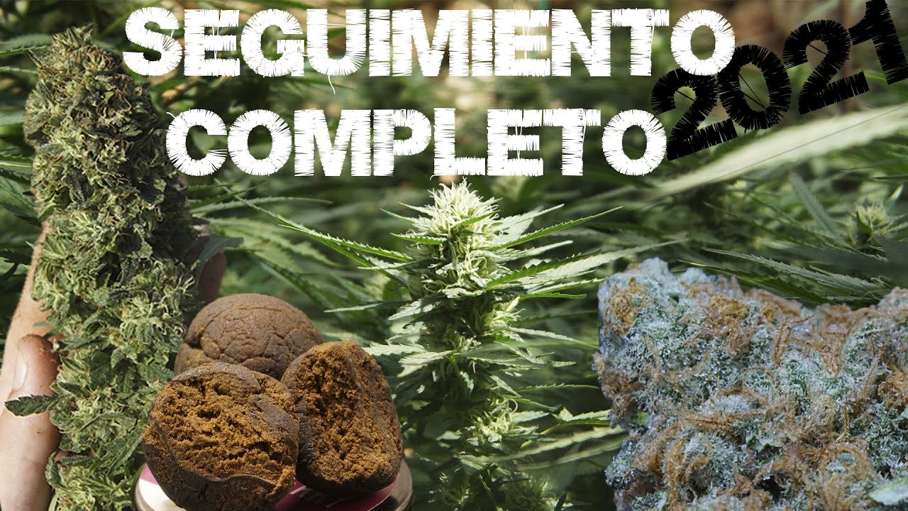 Complete Guide to My Marijuana Growing Season 2021: Indoor, Outdoor, Harvest, SCROG and Iceolator