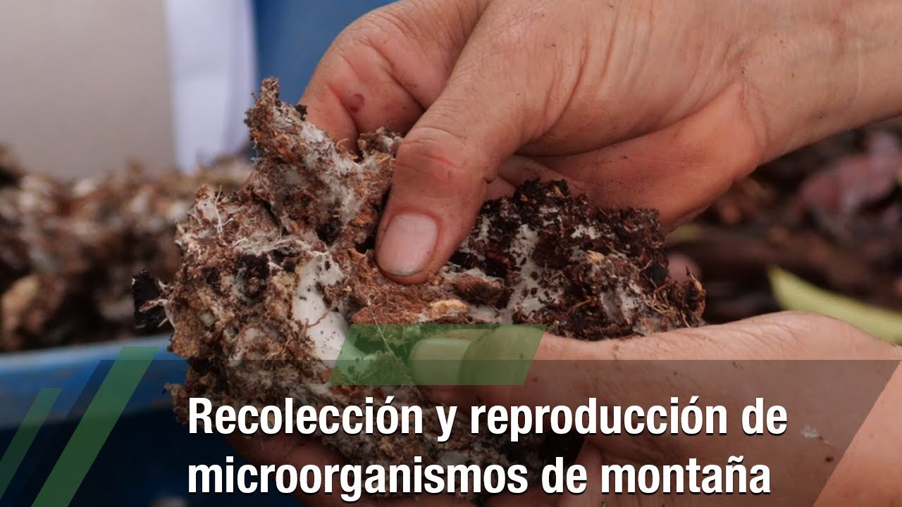 Mountain Microorganisms: Benefits and Applications in Agriculture and Health
