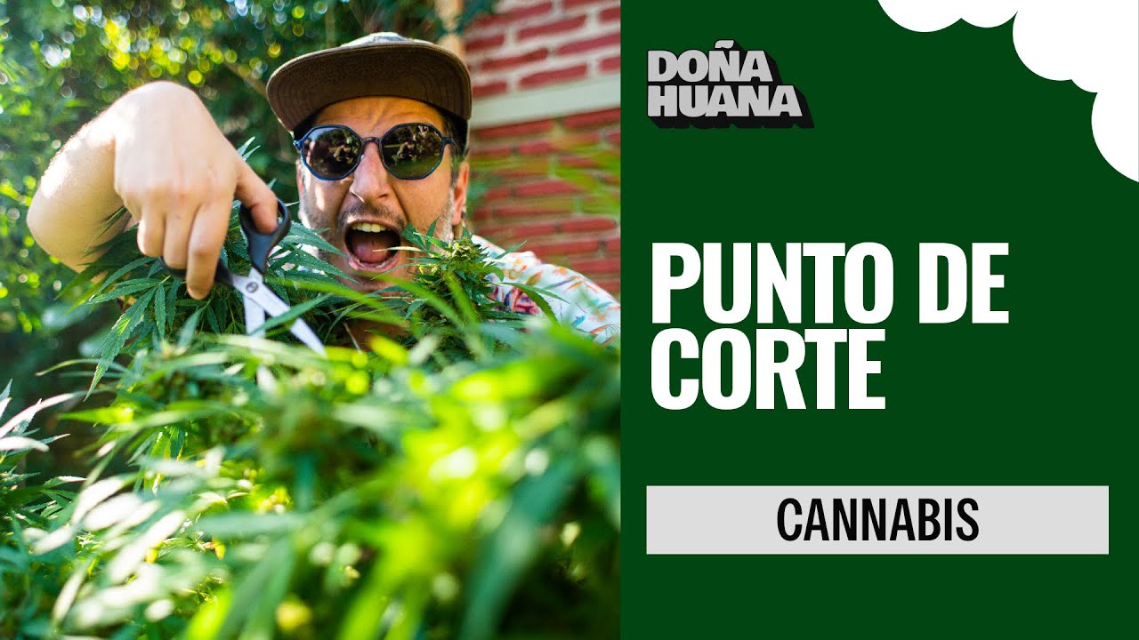 Cut-off Point: When to Harvest Cannabis? Guide to Advanced Cultivation