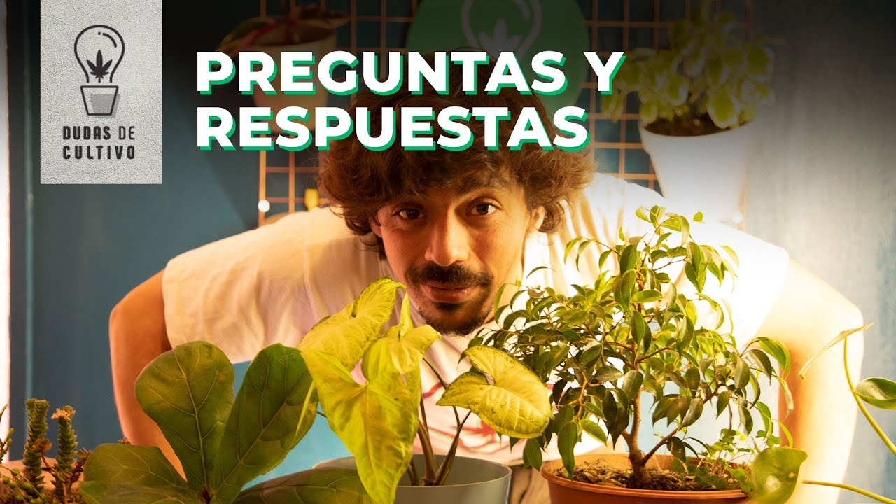 Questions and Answers about Growing Marijuana