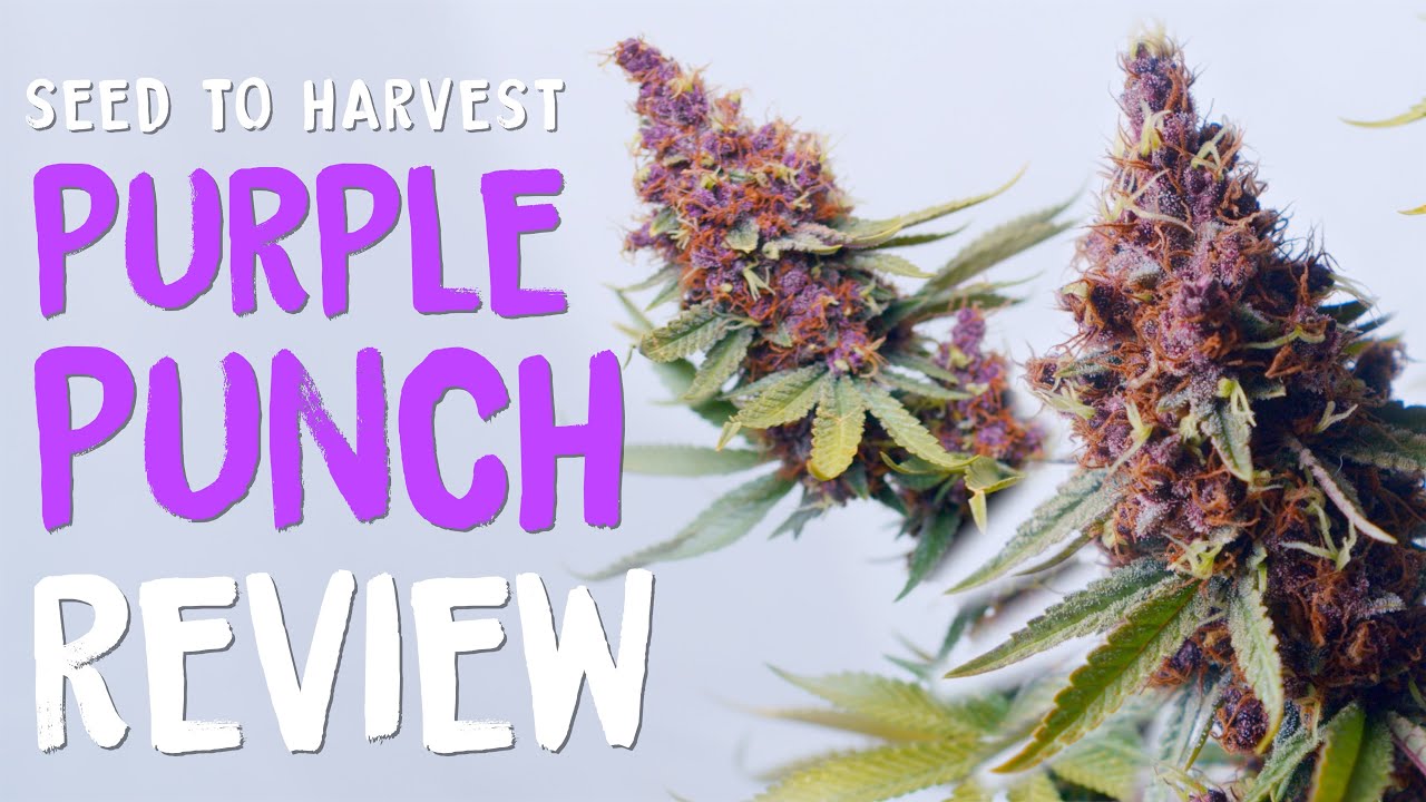 Purple Punch Femenized Seed To Harvest Grow Seedstockers Review | Home Grow TV