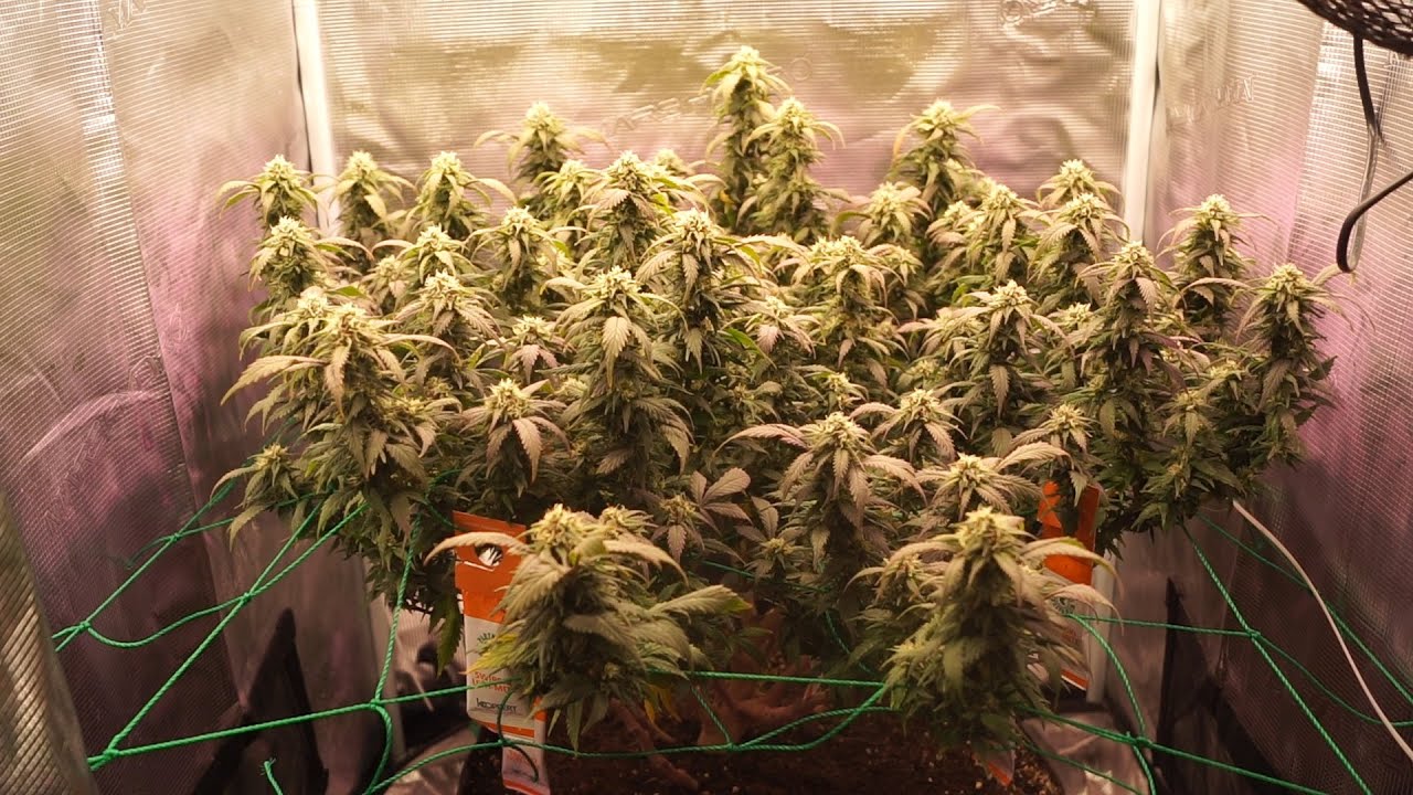 SOMANGO SCROG: Complete Guide to the Last Week of Flowering with MarsHydro FC3000