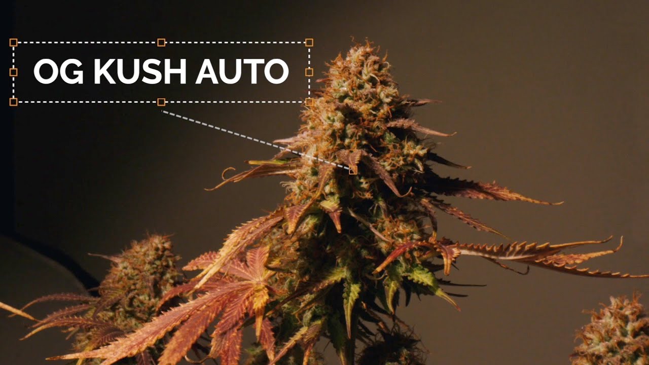 Seedstockers Review | The Best Cannabis Seed Bank  Genetics? | Home Grow TV