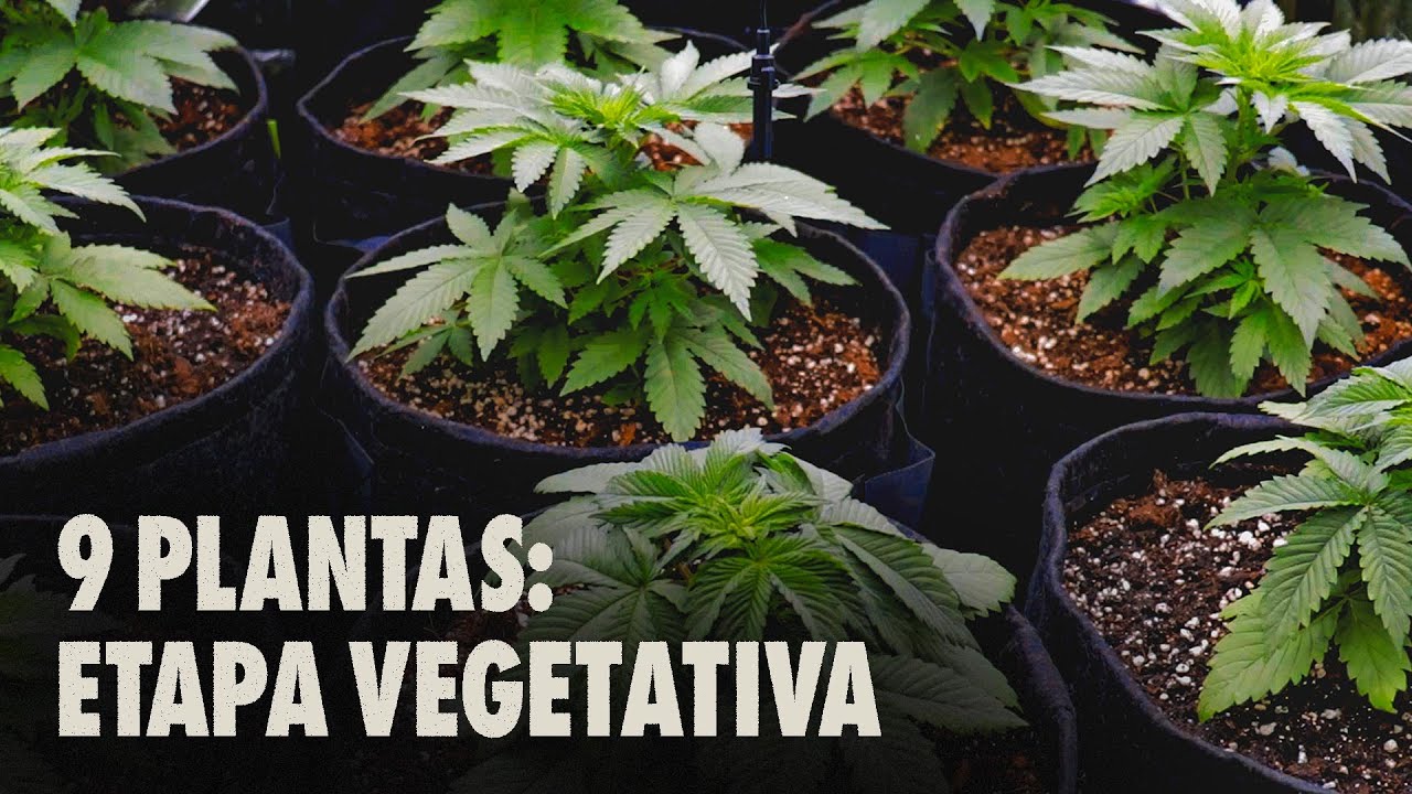 Complete Guide to Tracking Indoor Cultivation 500 W with LED KS 5000 by ViparSpectra