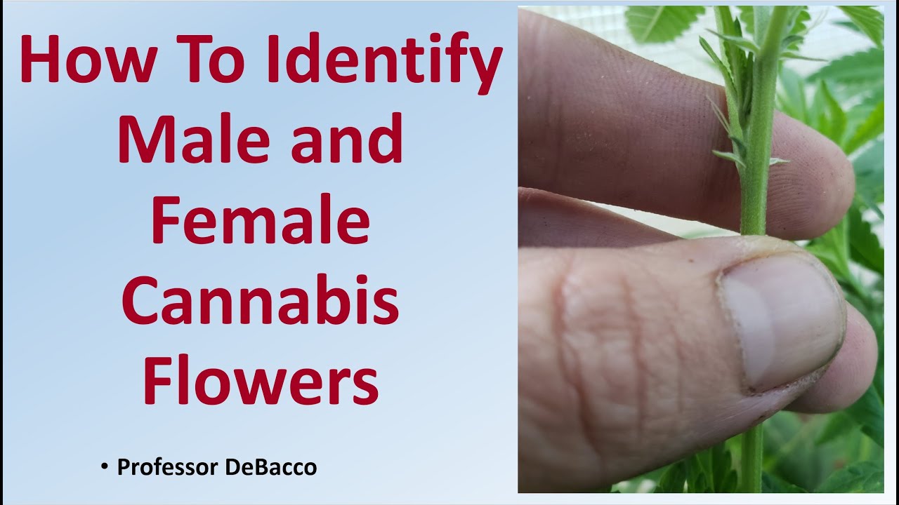 Sexing Cannabis Plants: MALE or FEMALE? - How To