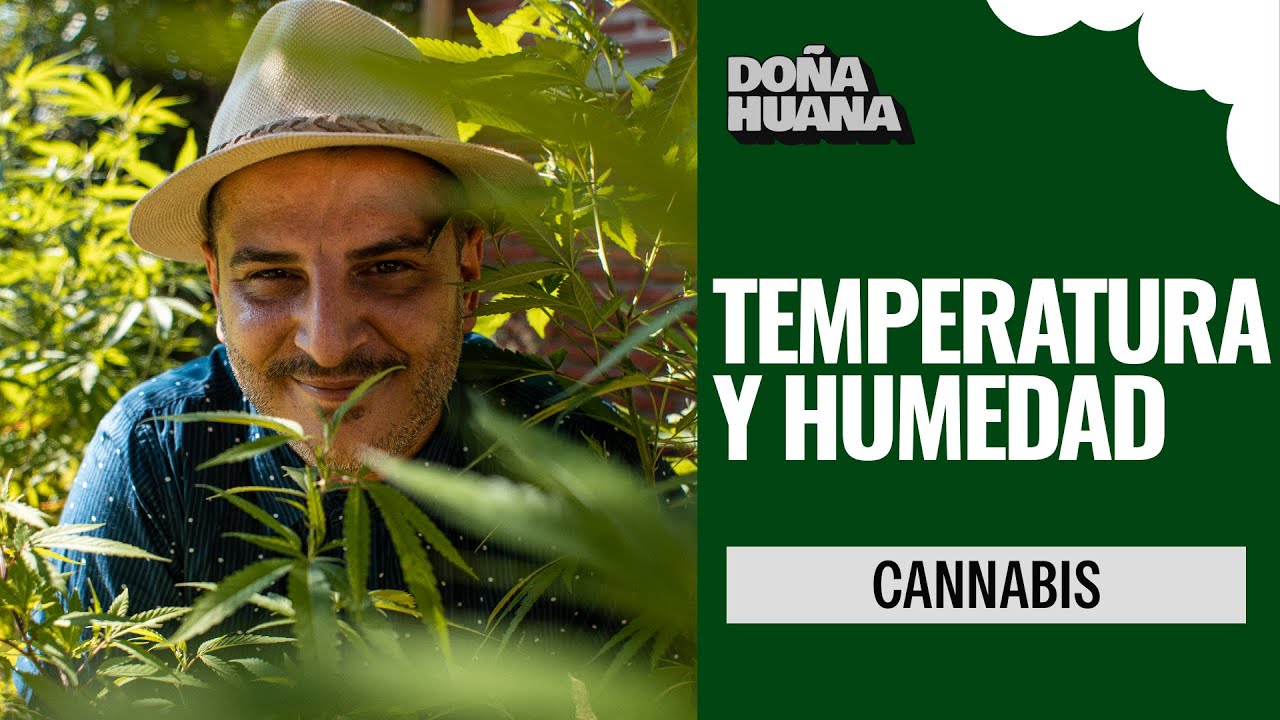 TEMPERATURE AND HUMIDITY - CANNABIS PLANT FEEDING - ADVANCED CULTIVATION