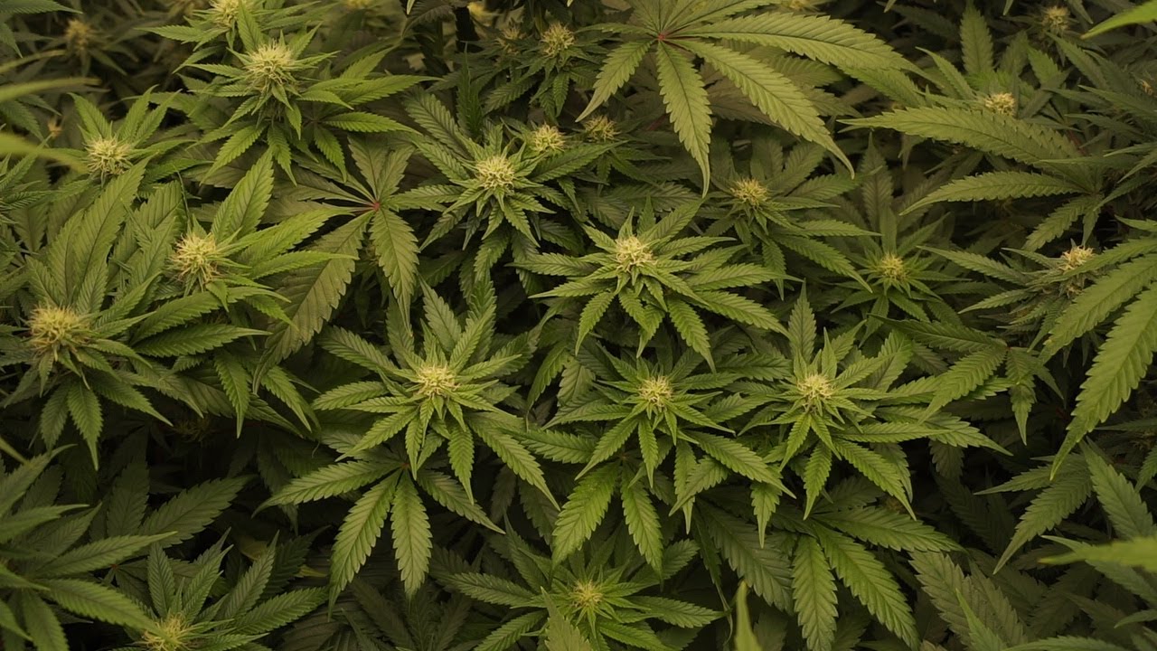 Cured Top Cropping: Growing Indoor Marijuana with My Brother #8 | ViparSpectra P4000