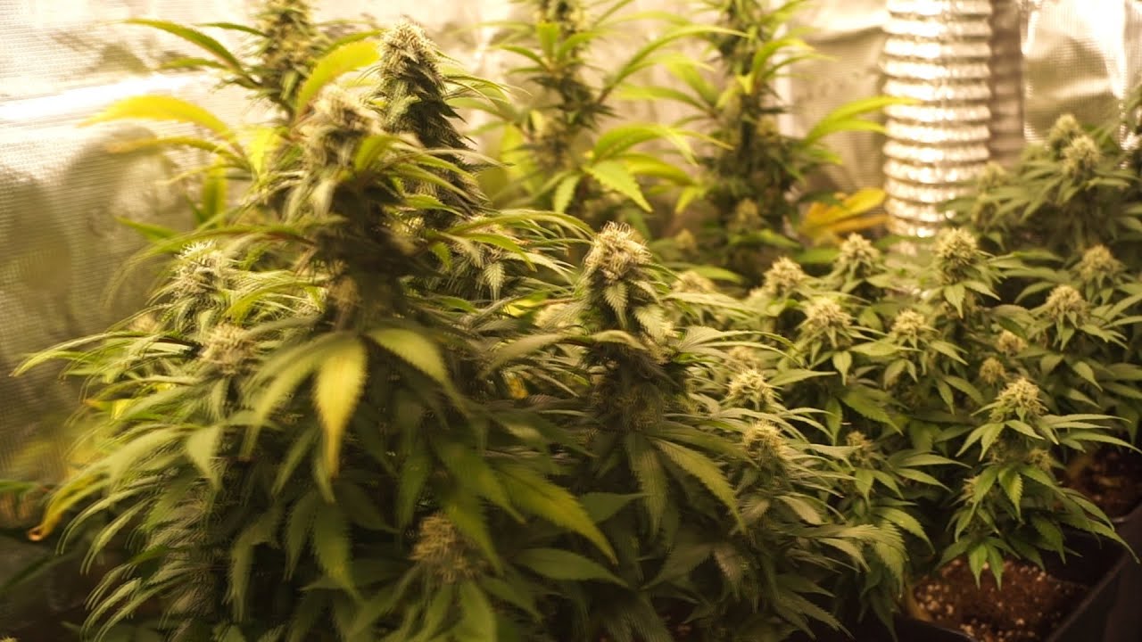 TOP CROPPING: Growing Marijuana Indoor with My Brother #7 Using MarsHydro FC3000
