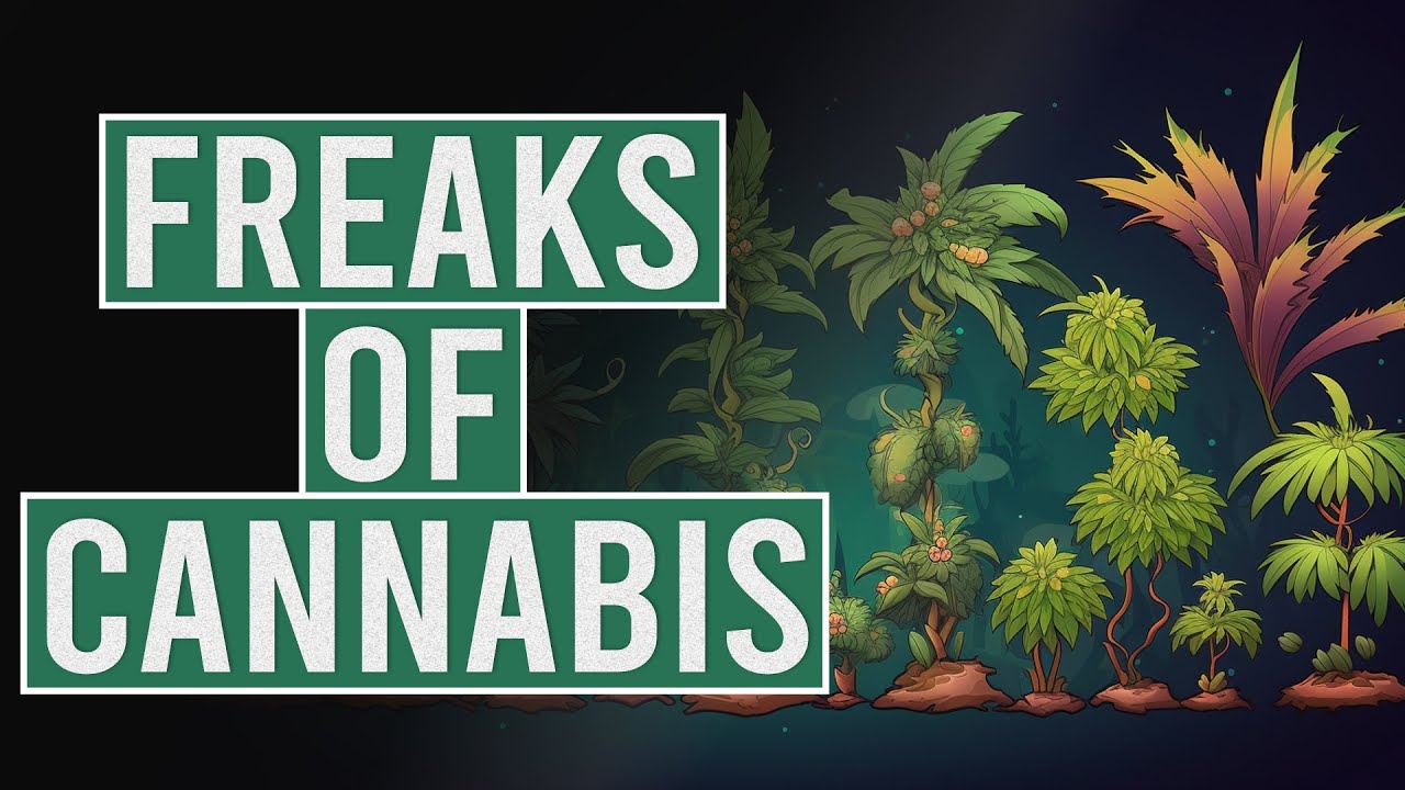 The Different Species of Cannabis