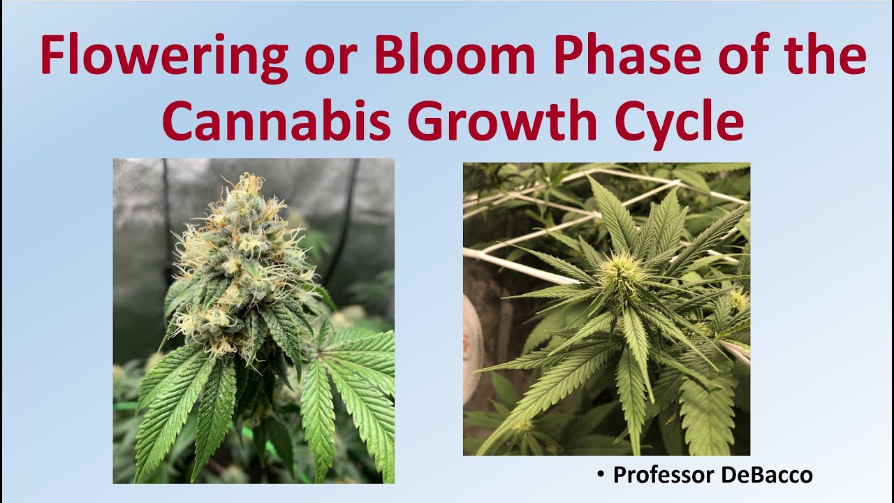 The Flowering Stage