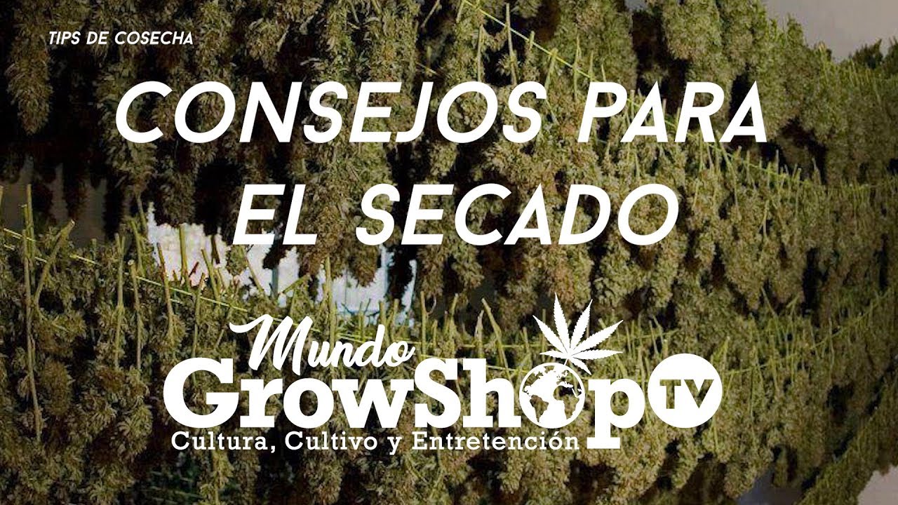 10 Essential Tips for a Successful Cannabis Harvest: Improve Your Production