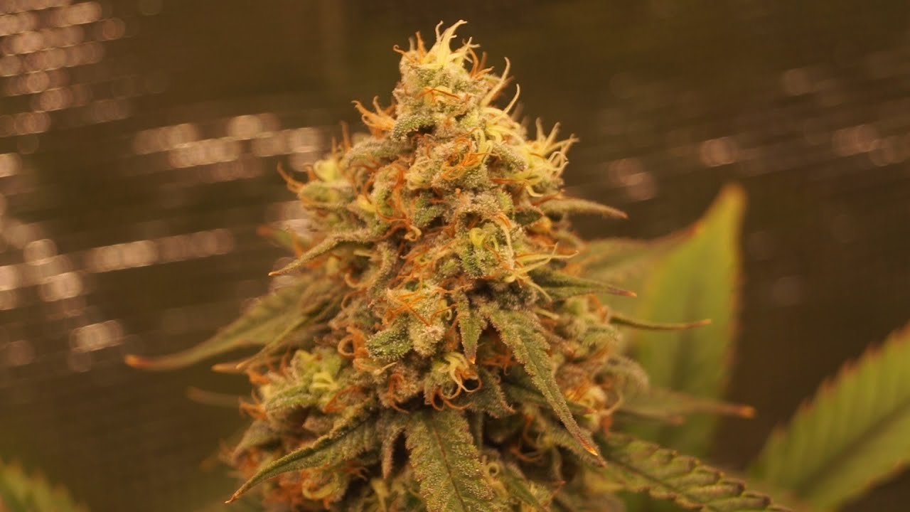 Last Week of Flowering: Growing Marijuana Indoor with My Brother #9 | MarsHydro FC3000