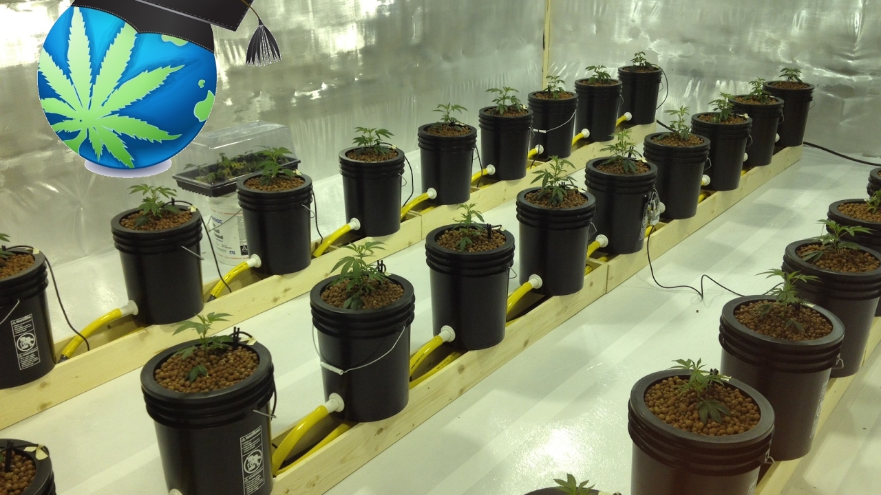 What Temperature Should Hydroponics Water Be?