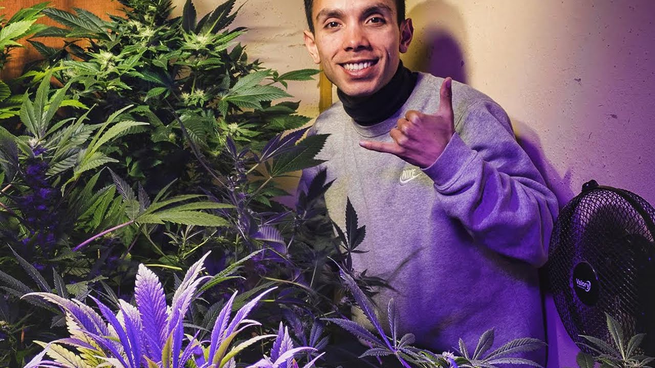 How to set up an Indoor Artisan? Basic Guide to Growing Marijuana Indoors on a Low Budget