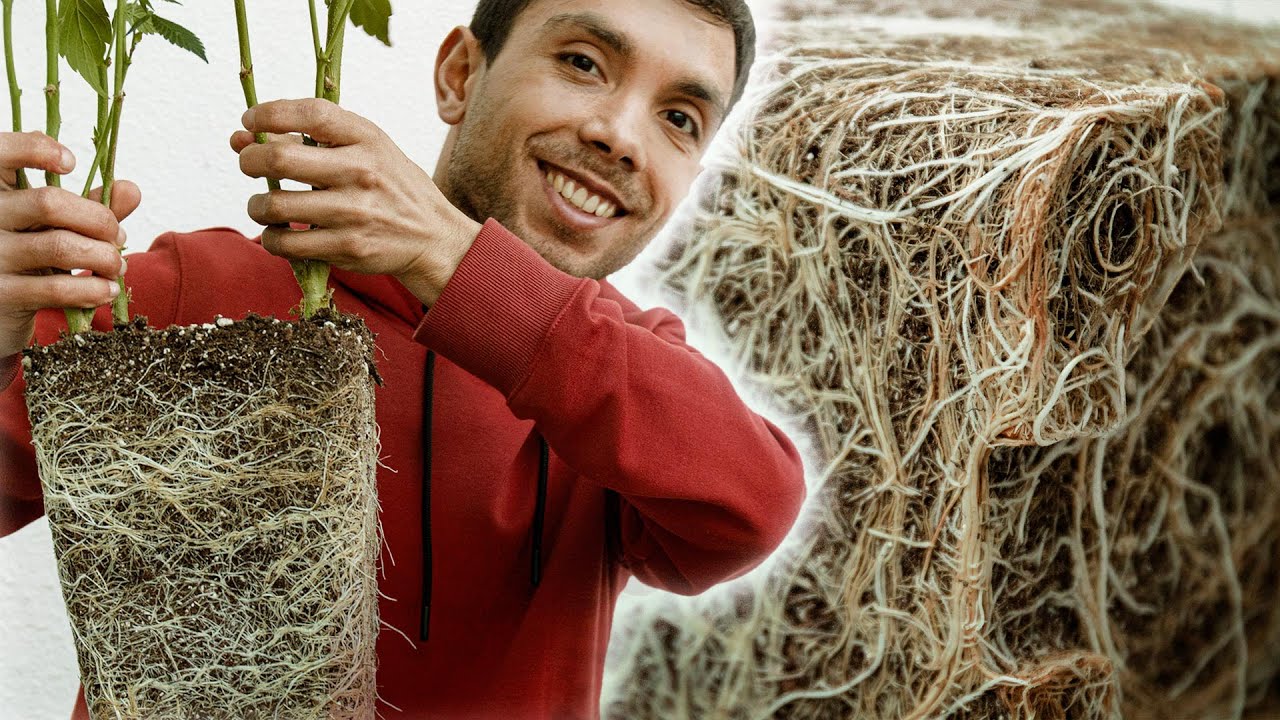 Complete Guide: How to Transplant When Growing Marijuana Effectively?