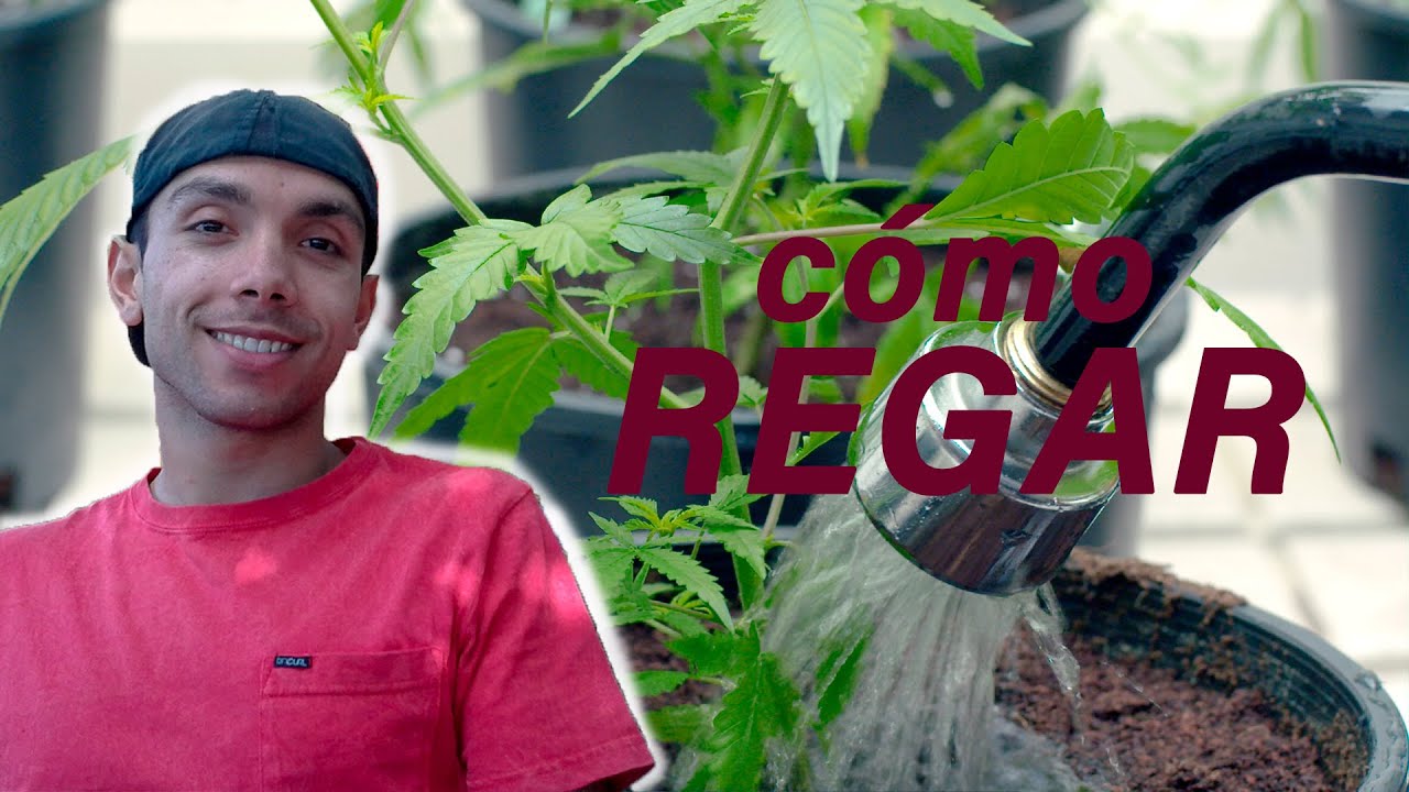 When and how to water a marijuana plant? - Watering Tips