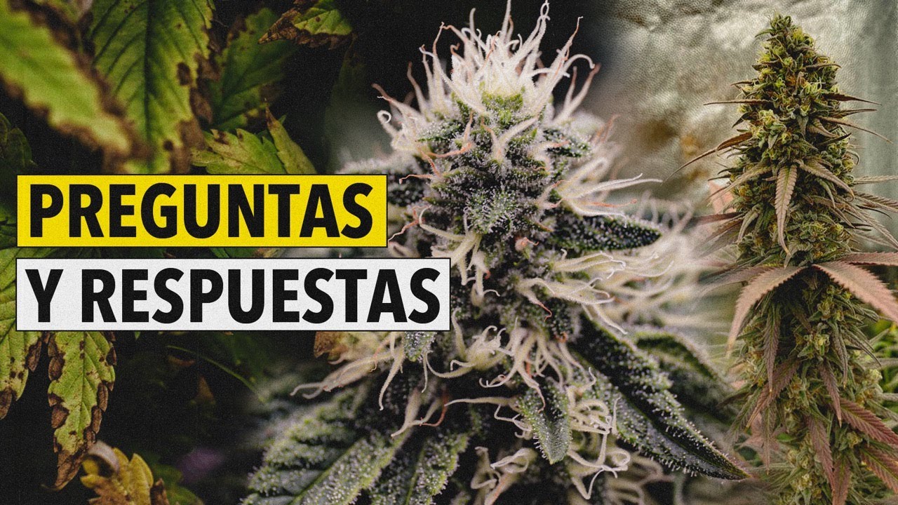 Washing Buds and Pruning Roots? Essential Answers for Your Cannabis Grow